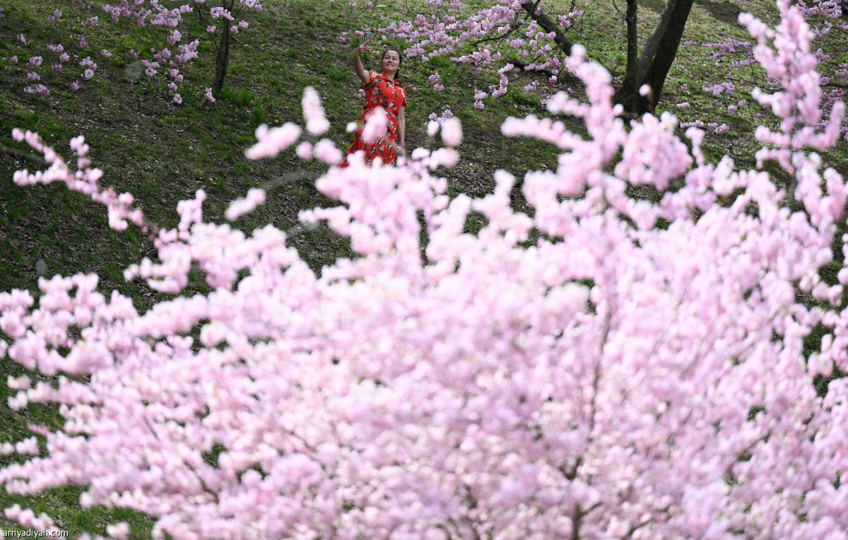 أشجار الكرز