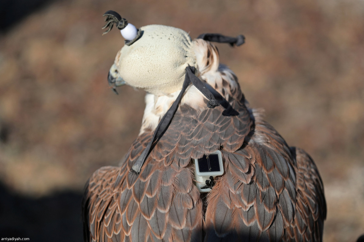 إعادة توطين