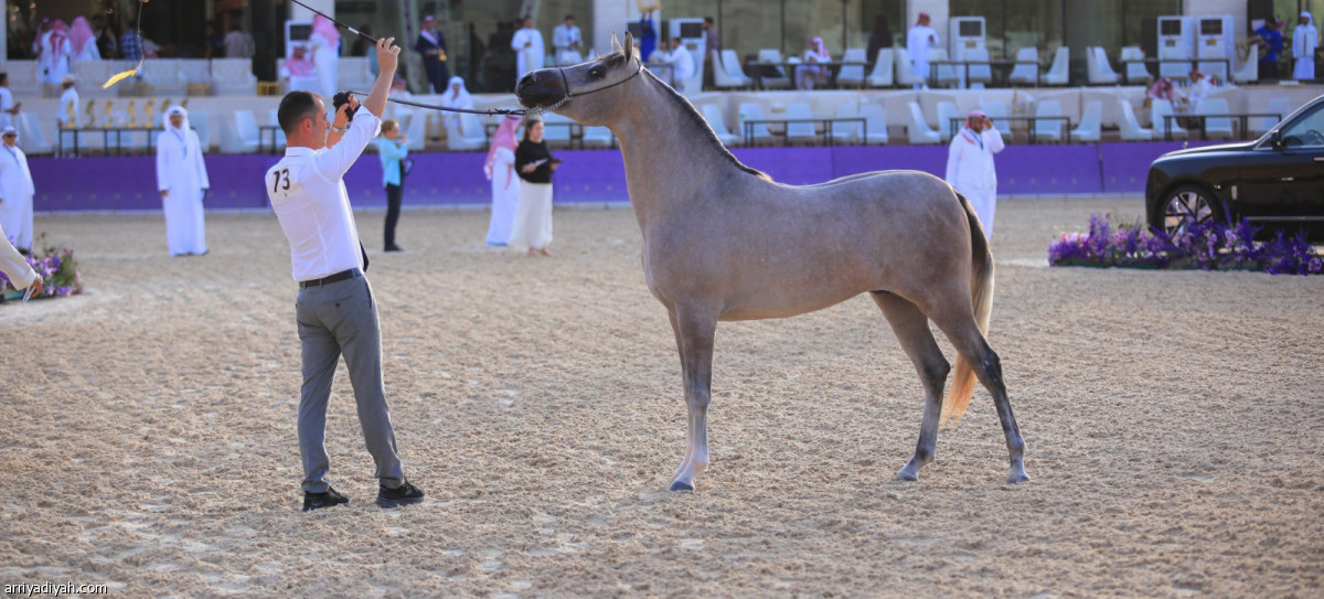 ختام مهرجان الخيل